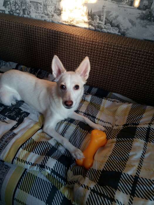 Фотография покупателя товара Игрушка пищащая "Кость большая" для собак, 18 см, оранжевая - Фото 2