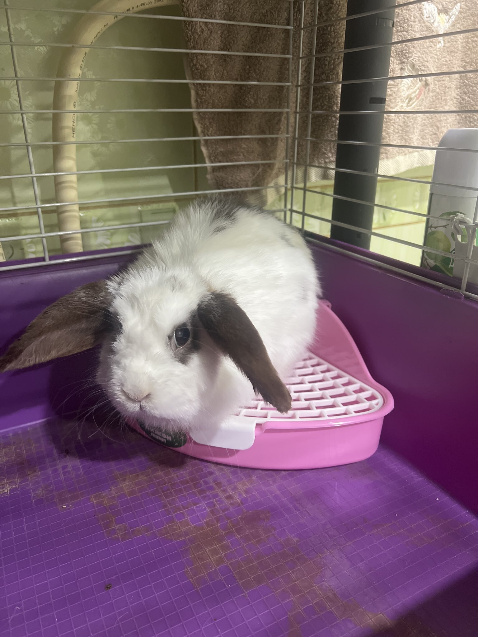 Фотография покупателя товара Туалет для кроликов и хорьков «Пижон», 24×18×11 см, угловой, пластик, розовый - Фото 1