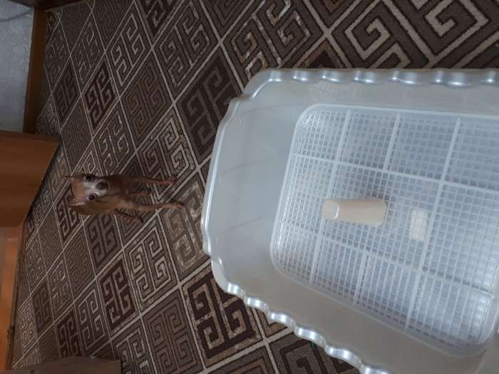 Фотография покупателя товара Туалет "Риф" со столбиком, для собак, 55 х 40 см, рубиновый перламутр - Фото 1