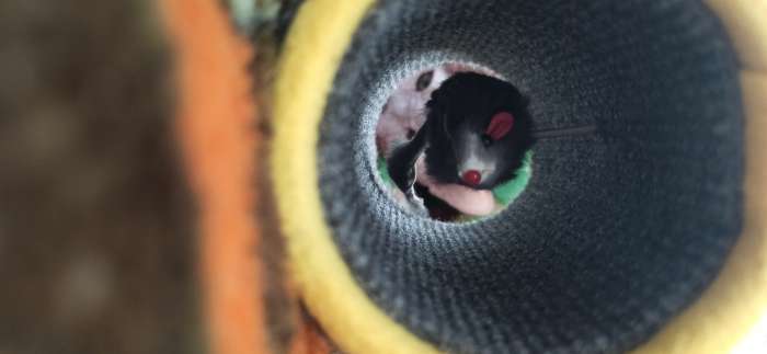 Фотография покупателя товара Игрушка-когтеточка «Кошки-мышки», 16×9 см, ковролин, цвет МИКС - Фото 3