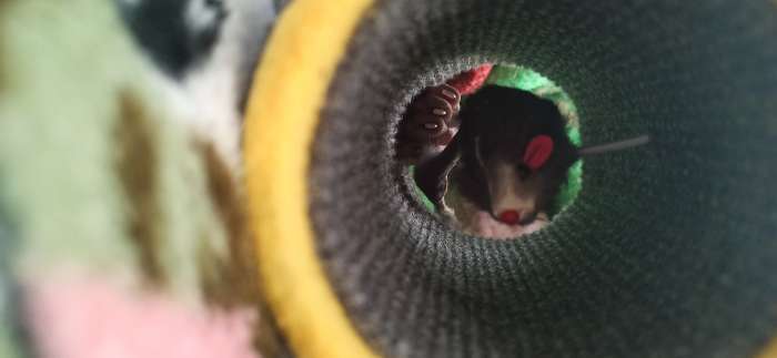 Фотография покупателя товара Игрушка-когтеточка «Кошки-мышки», 16×9 см, ковролин, цвет МИКС - Фото 2