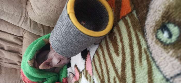 Фотография покупателя товара Игрушка-когтеточка «Кошки-мышки», 16×9 см, ковролин, цвет МИКС - Фото 4