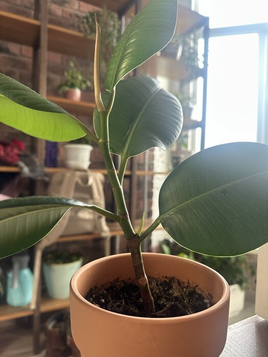 Фотография покупателя товара Цитокининовая паста Effect+™ для домашних и садовых растений, 1.5 мл - Фото 2