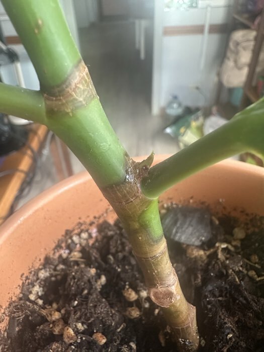 Фотография покупателя товара Цитокининовая паста Effect+™ для домашних и садовых растений, 1.5 мл - Фото 1