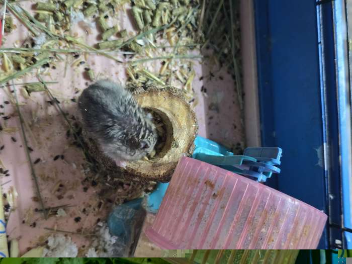 Фотография покупателя товара Лакомство Triol в пеньке для грызунов с фруктами, 70 г - Фото 1