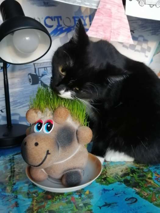 Фотография покупателя товара Набор для выращивания «ЭкоЖивчик. Корова Нюра», фигурка растущая в подарочной упаковке, МИКС - Фото 1