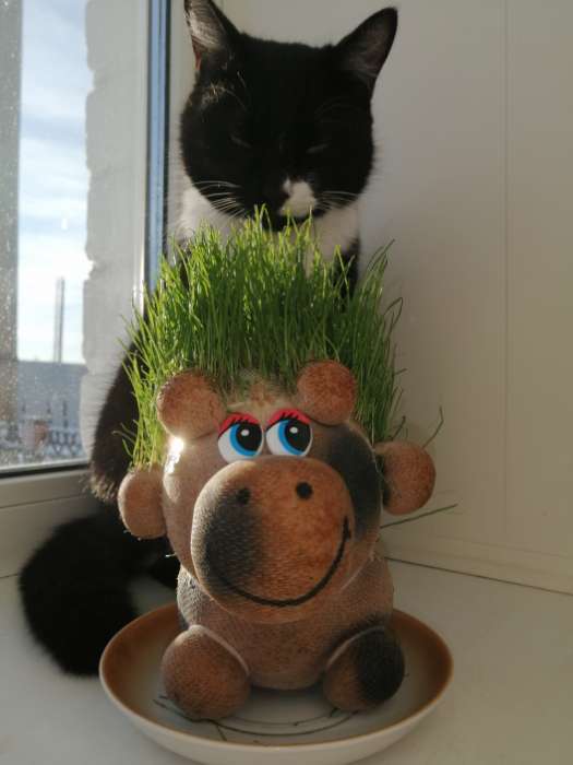 Фотография покупателя товара Набор для выращивания «ЭкоЖивчик. Корова Нюра», фигурка растущая в подарочной упаковке, МИКС - Фото 2