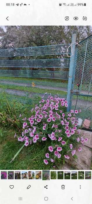 Фотография покупателя товара Семена Цветов Петуния "Опера суприм Респберри", 5 шт - Фото 1