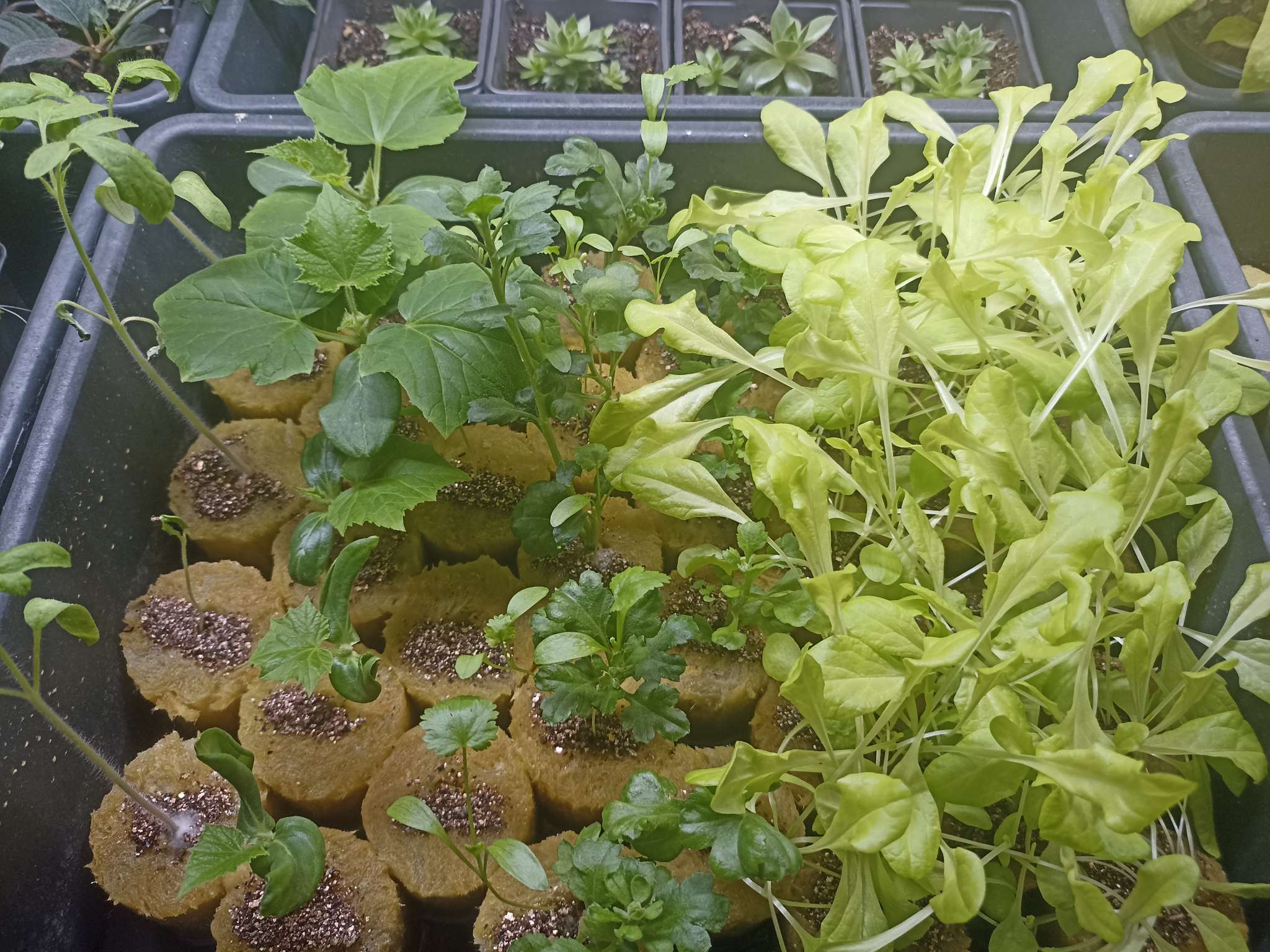 Фотография покупателя товара Пробка минераловатная, для рассады, d=40 мм, h=45 мм, «Эковер» - Фото 1