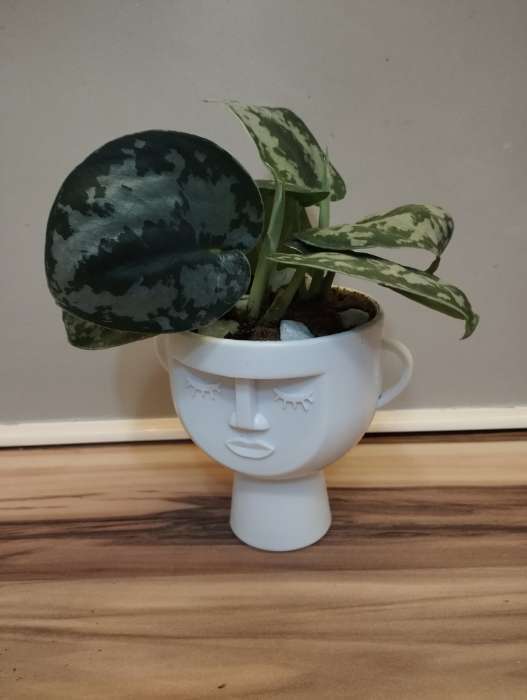 Фотография покупателя товара Стабилизированный мох в кашпо пластиковом «Чаша», 10.5×9×11.5 см, белый - Фото 1