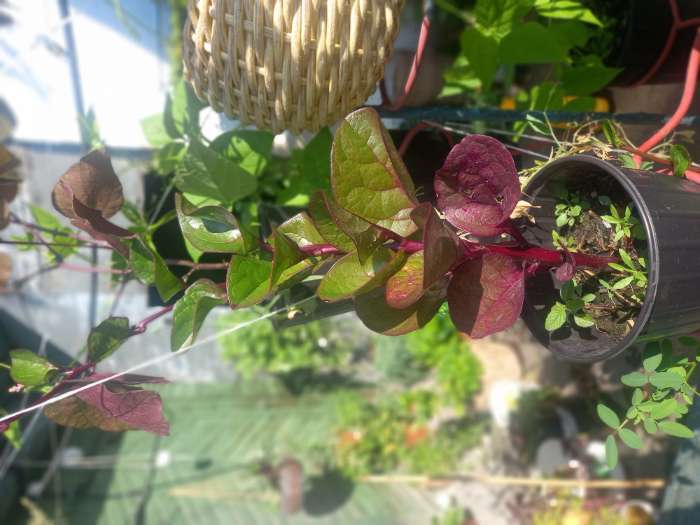 Фотография покупателя товара Семена цветов базелла красная «Заморский Гость», 5 шт. - Фото 5