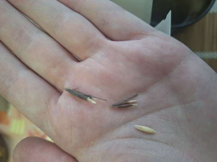 Фотография покупателя товара Корм «Пижон» для волнистых попугаев, с витаминами и минералами, 500 г - Фото 8