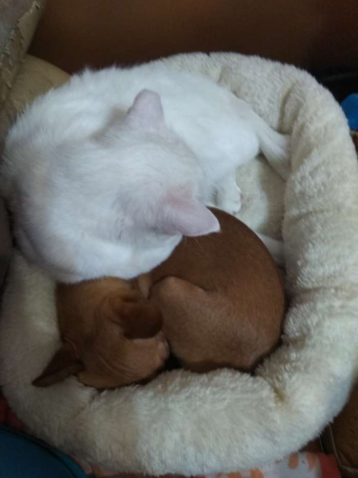 Фотография покупателя товара Лежанка для собак и кошек «Уют», мягкий мех, 45 х 35 х 11 см, молочный - Фото 97