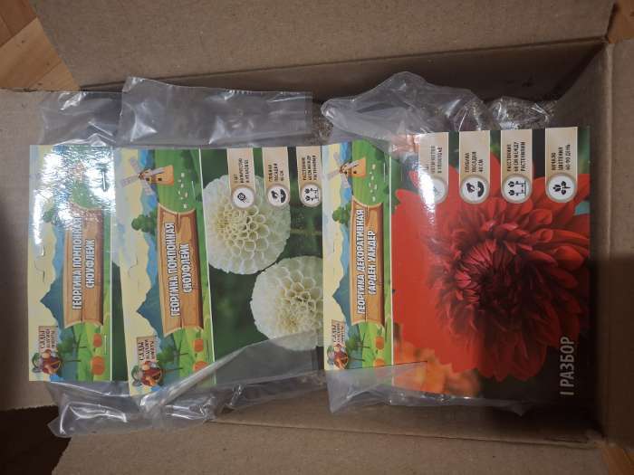 Фотография покупателя товара Георгина Декоративная «Крейзи Лав», клубелуковица в упаковке, р-р I, 1 шт. - Фото 6