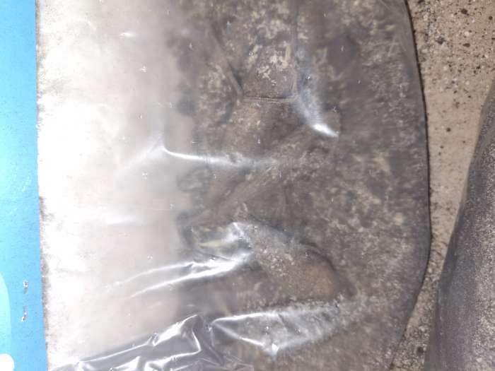 Фотография покупателя товара Георгина Декоративная «Крейзи Лав», клубелуковица в упаковке, р-р I, 1 шт. - Фото 5