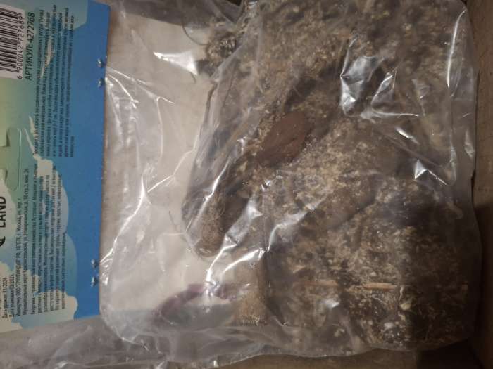 Фотография покупателя товара Георгина Декоративная «Крейзи Лав», клубелуковица в упаковке, р-р I, 1 шт. - Фото 4