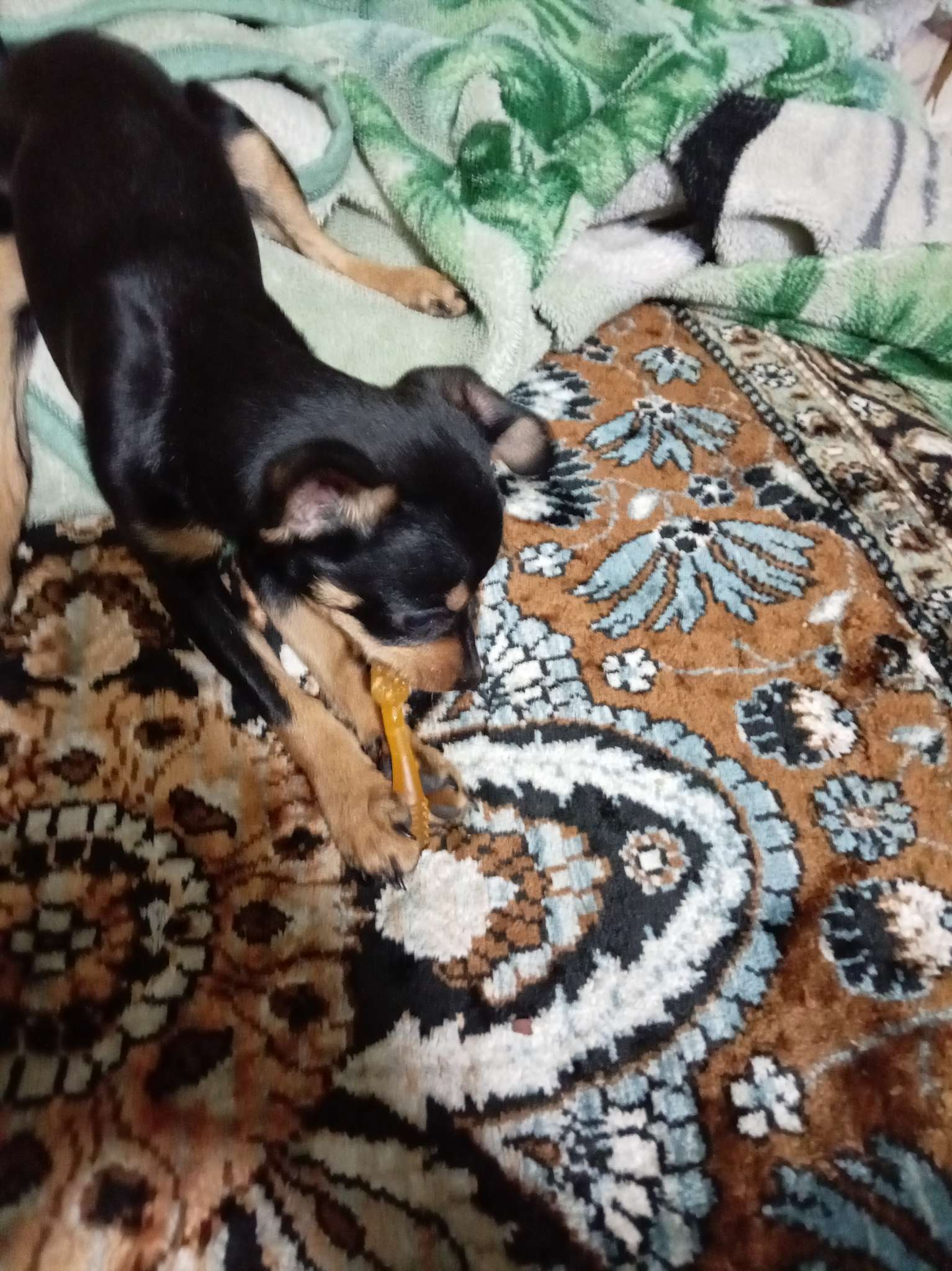 Фотография покупателя товара Зубная щетка TitBit ДЕНТАЛ+ для собак маленьких пород, мясо индейки, 15 г - Фото 2