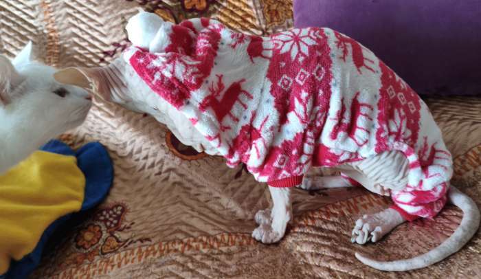 Фотография покупателя товара Комбинезон «Олени» с капюшоном, размер M (ДС 30 см, ОГ 40 см, ОШ 30 см), коричневый - Фото 19