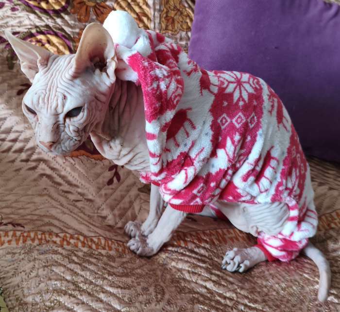 Фотография покупателя товара Комбинезон «Олени» с капюшоном, размер M (ДС 30 см, ОГ 40 см, ОШ 30 см), коричневый - Фото 18