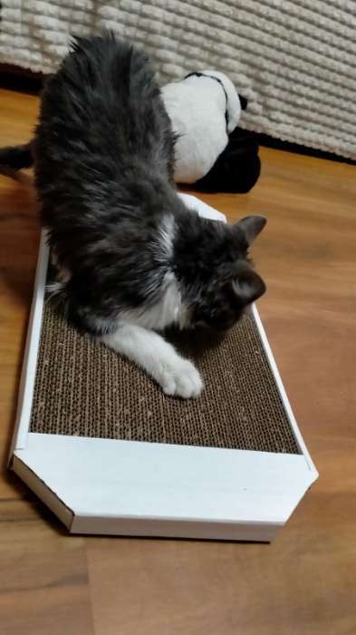 Фотография покупателя товара Когтеточка-лежанка «Пижон», 49×23×2.5 см, гофрокартон - Фото 1